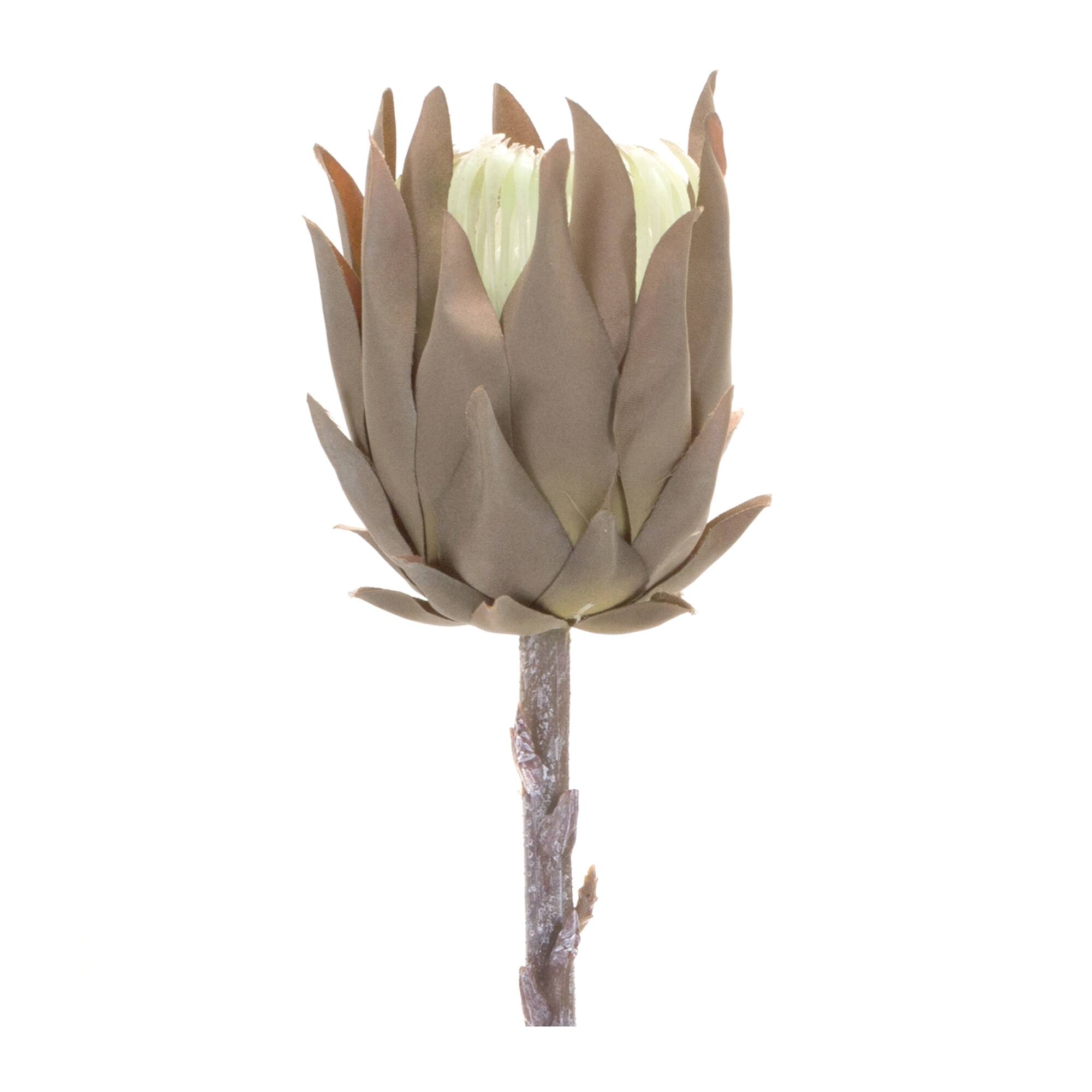 Tan Protea Stem, 6ct.
